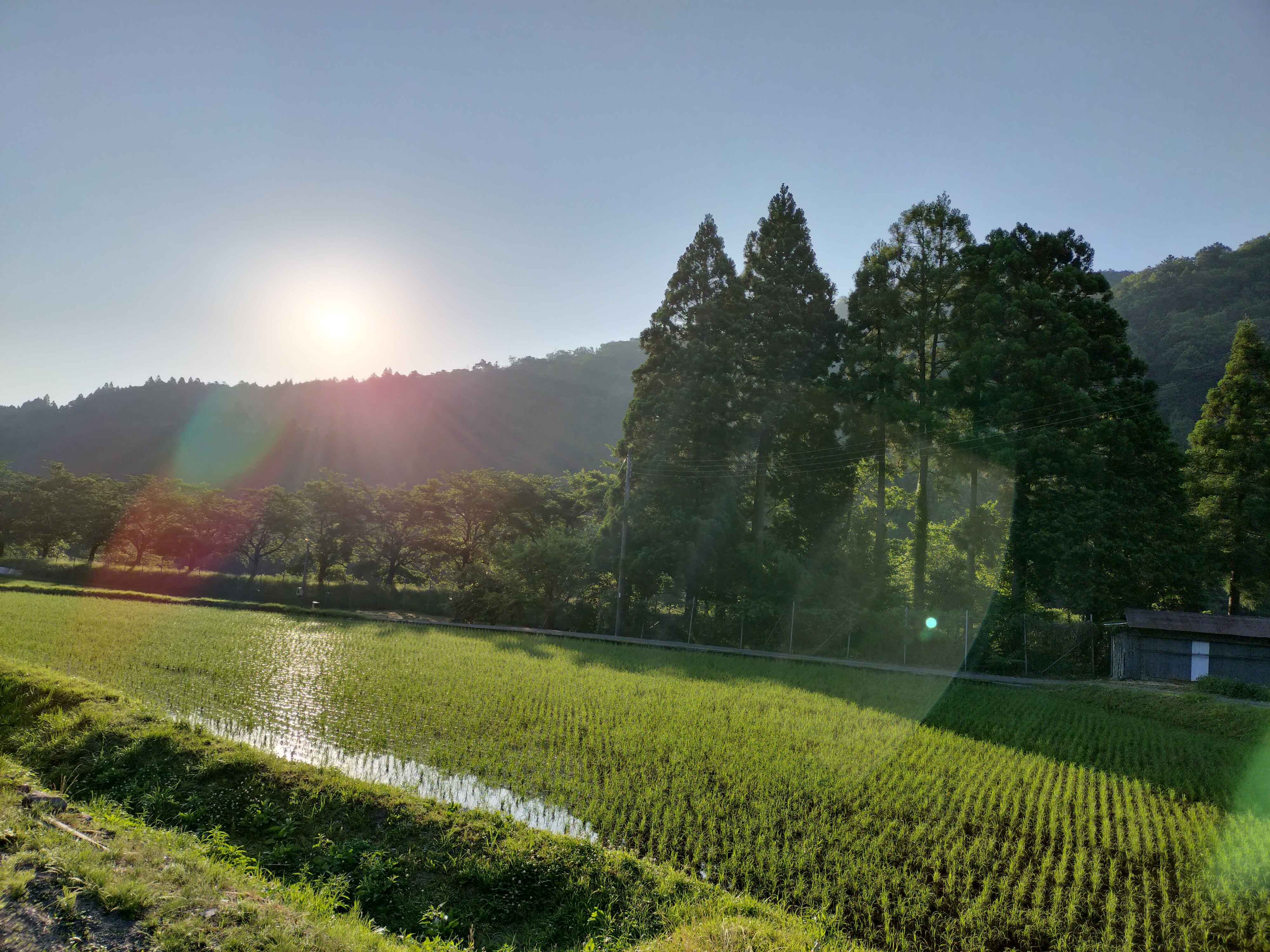 春：朝の田んぼ